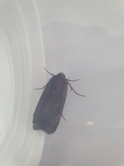 Noctua pronuba
