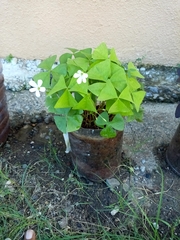 Oxalis triangularis