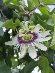 Passiflora edulis