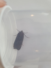 Noctua pronuba