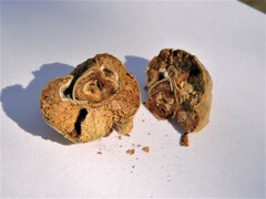 Andricus chrysobalani