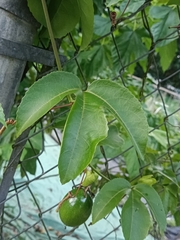 Passiflora edulis