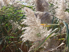 Phragmites australis