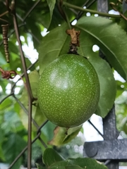 Passiflora edulis