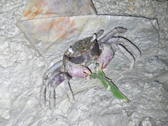 Metopograpsus frontalis