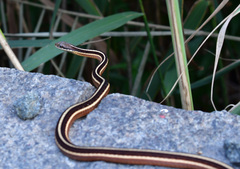 Thamnophis saurita saurita