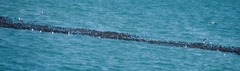 Larus dominicanus vetula