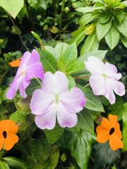 Impatiens sodenii