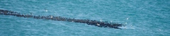Phalacrocorax capensis