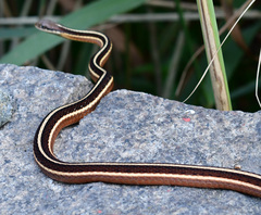 Thamnophis saurita saurita