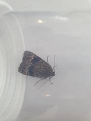 Amphipyra pyramidea