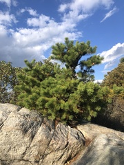 Pinus rigida