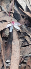 Caladenia alpina