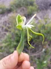 Bonatea speciosa