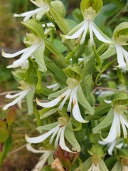 Bonatea speciosa