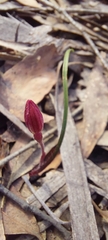 Caladenia alpina