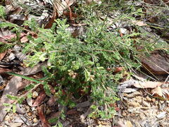 Dodonaea pinnata