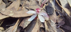 Caladenia alpina