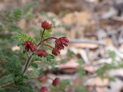 Dodonaea pinnata