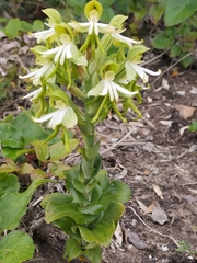 Bonatea speciosa