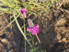 Dalea purpurea