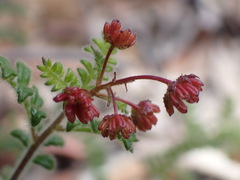 Dodonaea pinnata