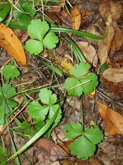 Waldsteinia fragarioides