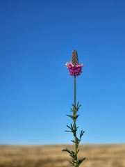 Dalea purpurea
