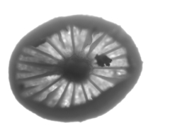 Collybia