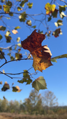 Platanus