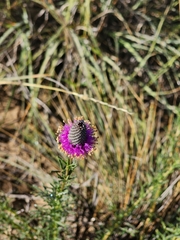 Dalea purpurea