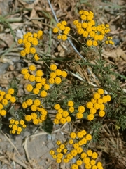 Oncosiphon suffruticosus