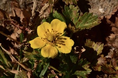 Potentilla flabellifolia