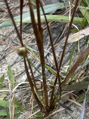Xyris caroliniana