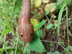 Xylophanes falco