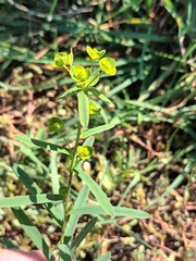 Euphorbia virgata