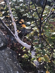 Betula cordifolia