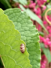 Cryptocephalus duryi