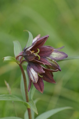 Fritillaria camschatcensis