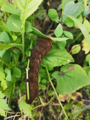 Xylophanes falco