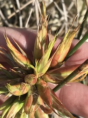 Juncus torreyi