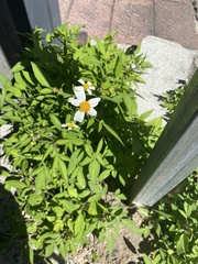 Bidens odorata