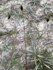 Xyris caroliniana