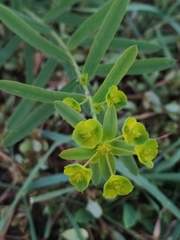 Euphorbia virgata