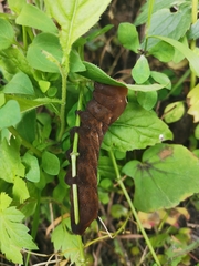 Xylophanes falco
