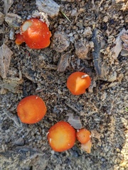 Pluteus aurantiorugosus