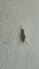 Dasychira meridionalis