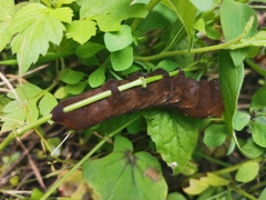 Xylophanes falco
