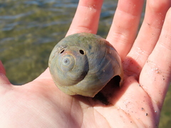 Neverita duplicata