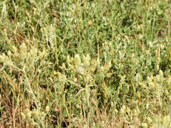 Dactylis glomerata hispanica